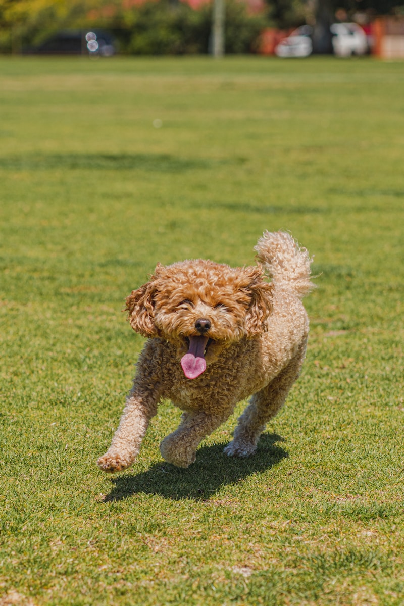 a brown dog running across a lush green field